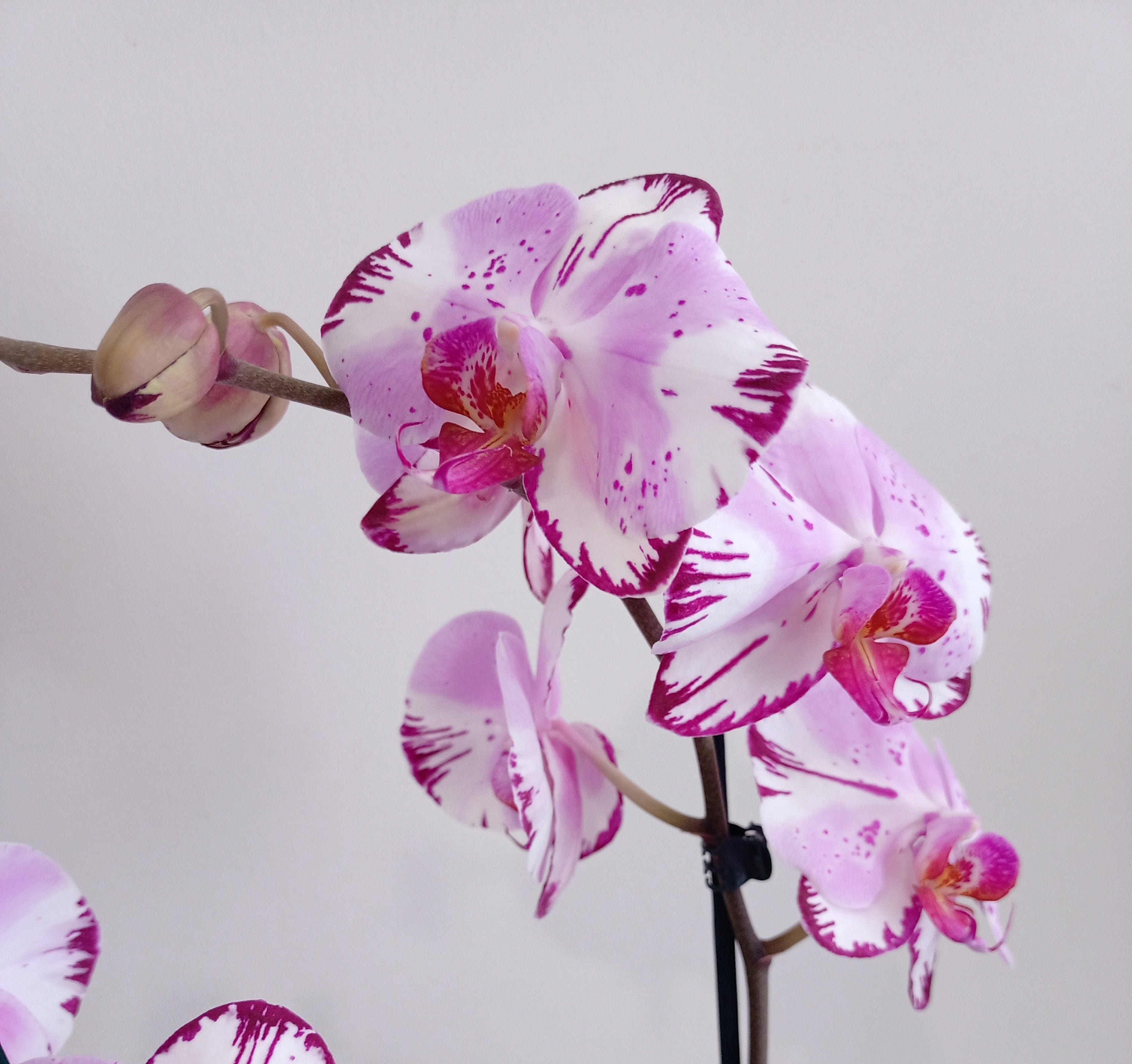 Orchid Plants – Portrush Flowers Adelaide