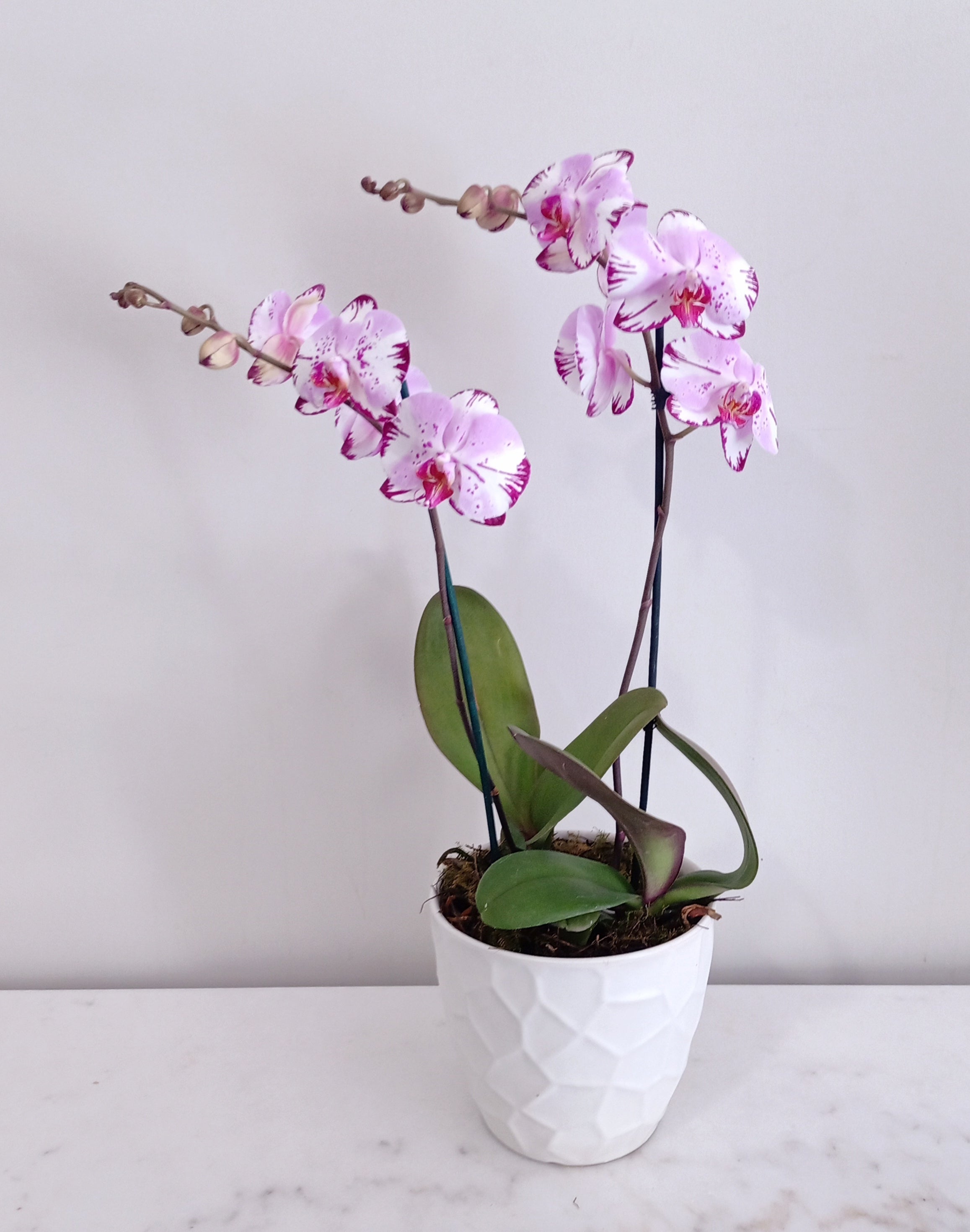 Phalaenopsis Double Plant – Portrush Flowers Adelaide