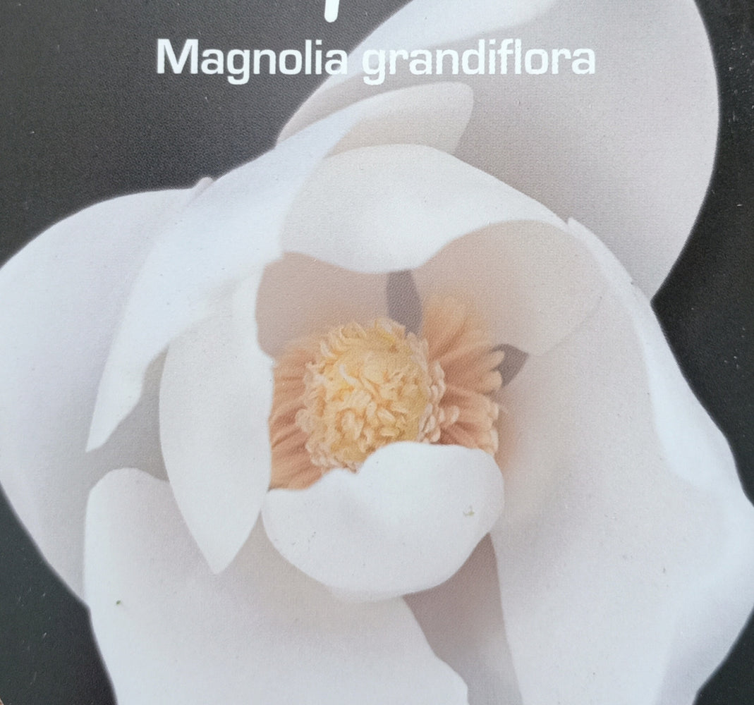 Magnolia Tree