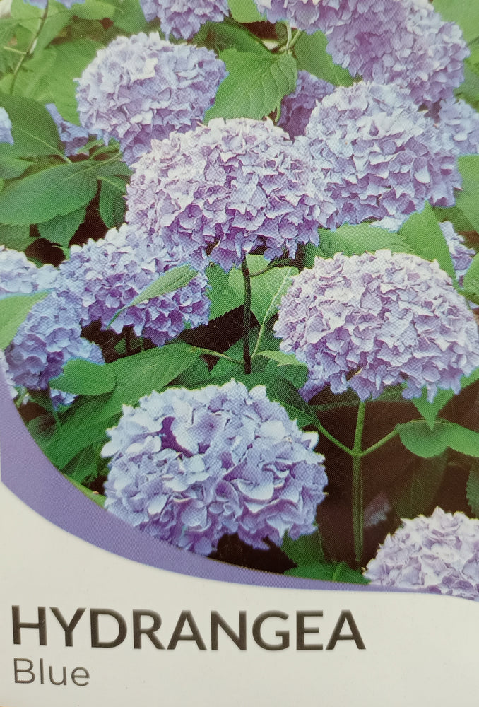 Hydrangea Plant