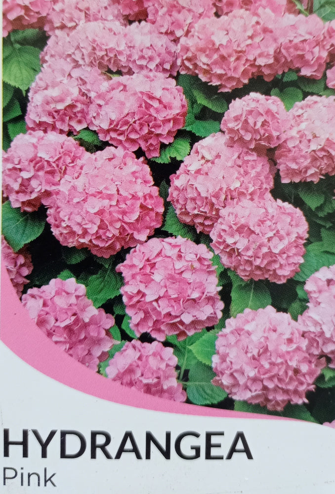 Hydrangea Plant