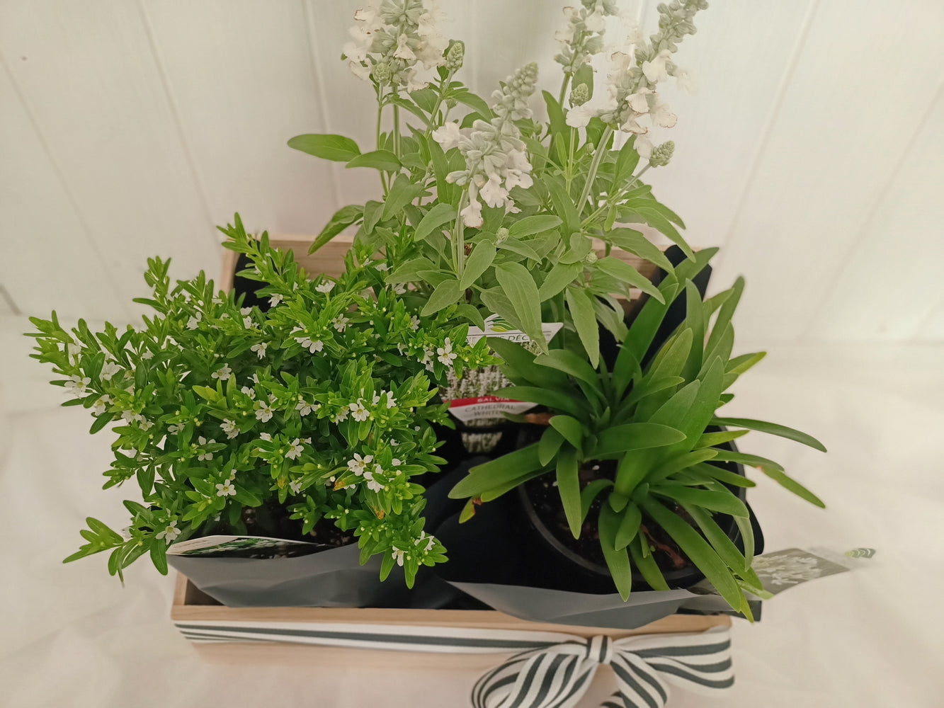 White flowering basket