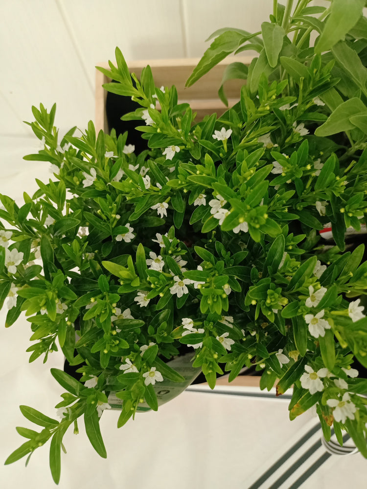 White flowering basket