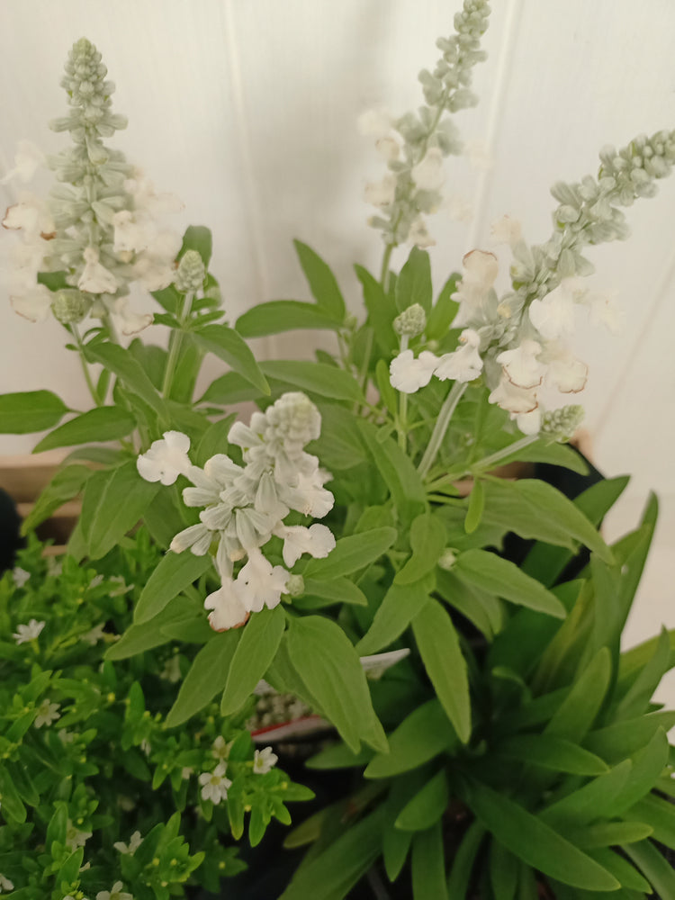 White flowering basket