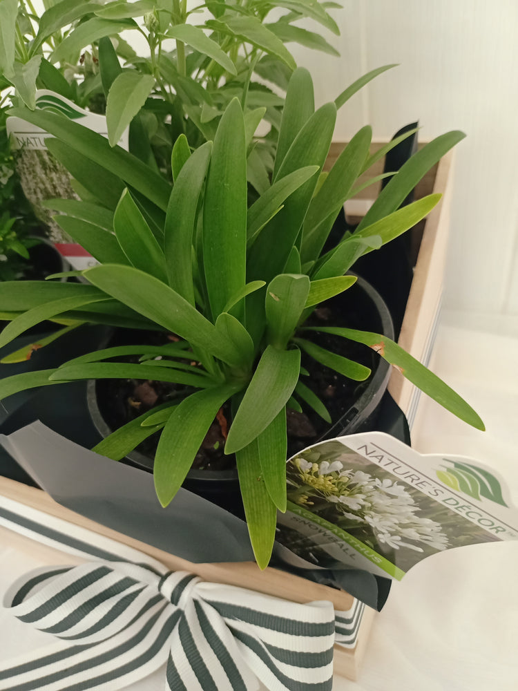 White flowering basket