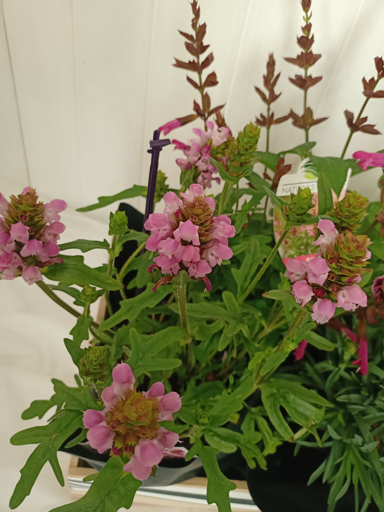 Pink flowering basket