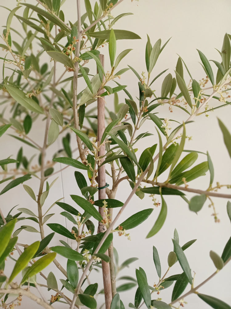 Olive Tree