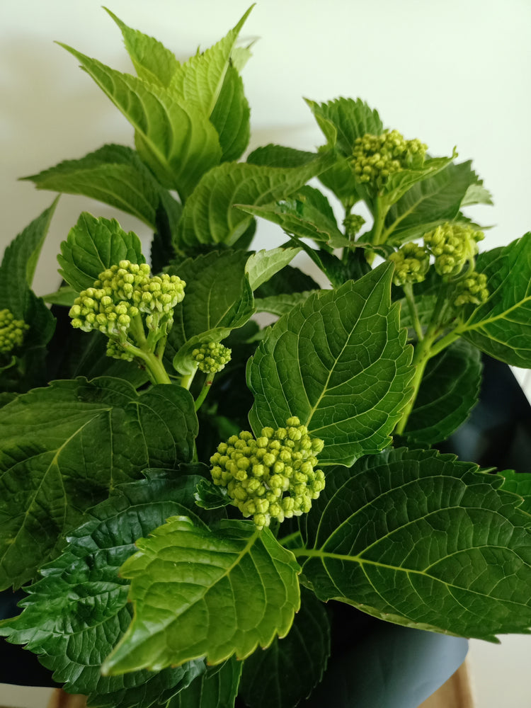 Hydrangea Plant