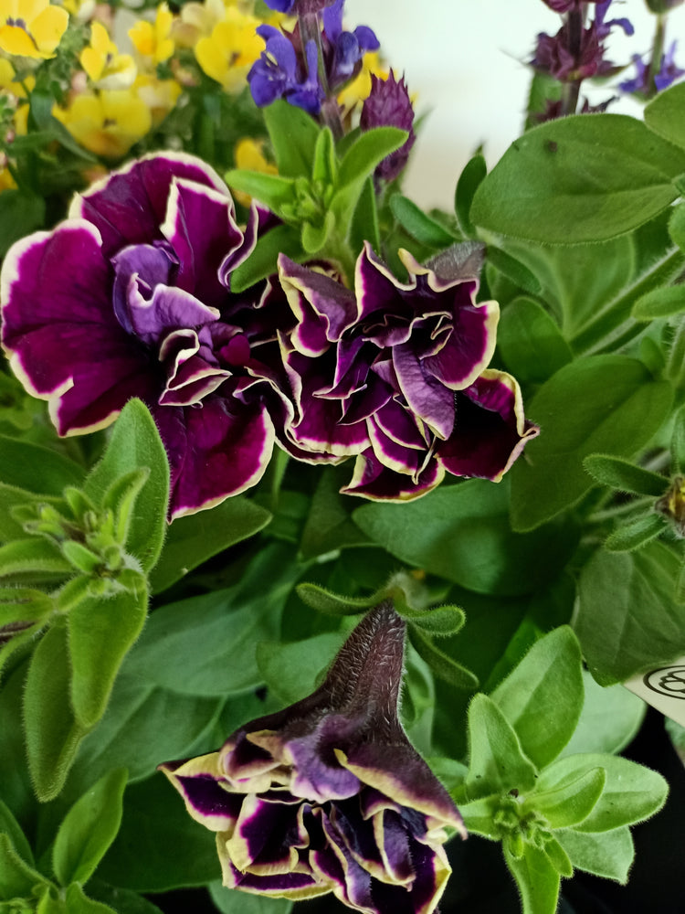 Purple &  Yellow flowering basket