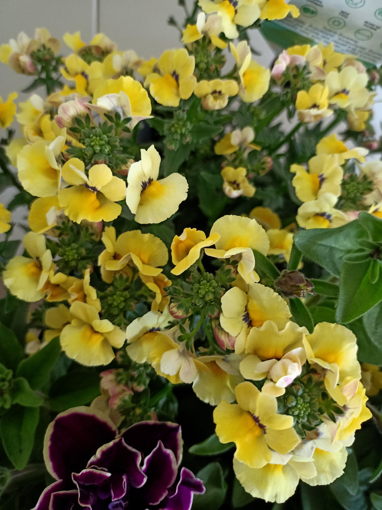 Purple &  Yellow flowering basket