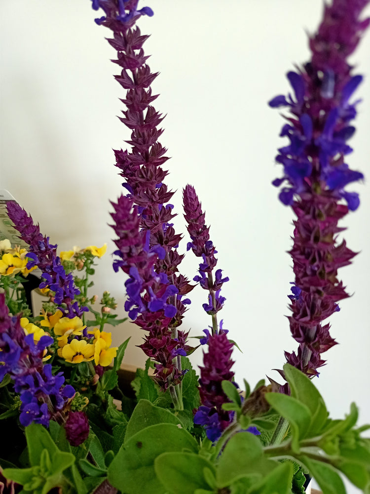 Purple &  Yellow flowering basket